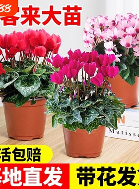 仙客来花苗盆栽带花苞重瓣长寿花卉四季开花好养植物鲜花大花小苗
