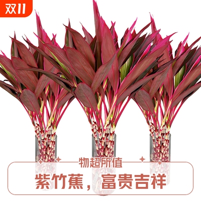 水培鸿运紫竹植物室内招财绿植客厅吸甲醛红叶小盆栽