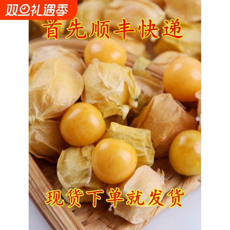 顺丰新鲜菇娘果东北产特产现摘甜黄姑娘果大小果1件产地直销