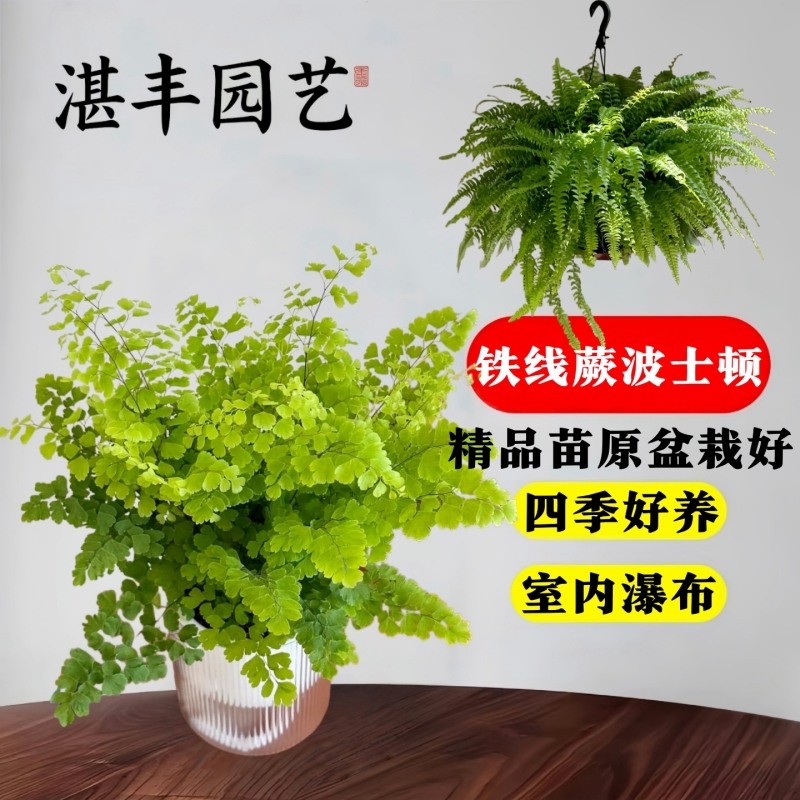 铁线蕨禄植盆栽室内耐寒耐阴蕨类植物客厅绿植凤尾蕨铁丝草小苗