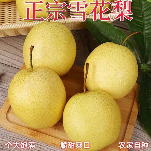 雪花梨赵县新鲜梨包邮雪梨水果新鲜当季梨子新鲜10雪梨整箱包邮