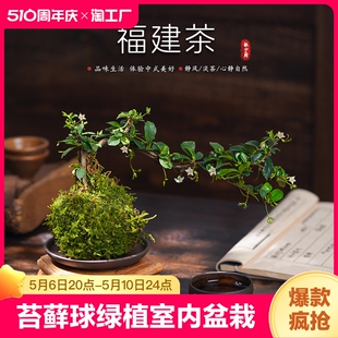 福建茶苔藓球绿植室内盆栽办公室悬崖造型老桩禅意植物客厅小盆景