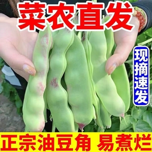 新鲜油豆角现摘一点红油豆角当季蔬菜纯油豆面豆角开锅烂整箱包邮