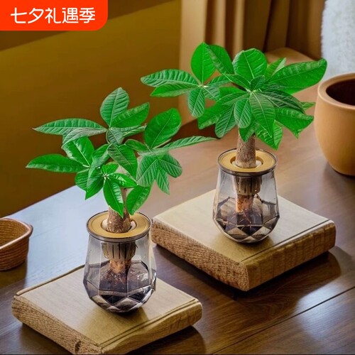 发财树水培植物室内盆栽办公室客厅花卉绿植四季好养老桩桌面盆景