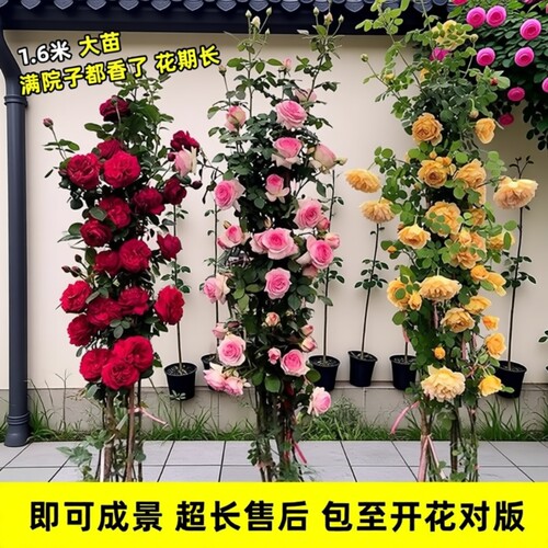 特大爬藤月季花苗|千人回购