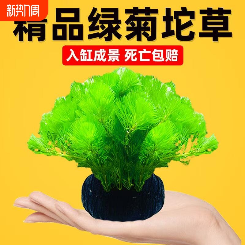 水屿鱼鱼缸水草坨草植物增氧易活绿植新手懒人造景底砂水质水生