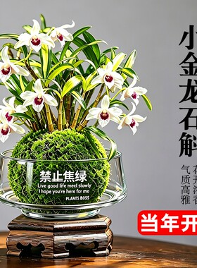 水培苔藓球石斛兰盆栽七彩香水花苗室内懒人好养名贵花卉绿植开花