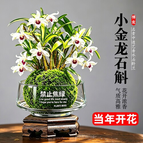 水培苔藓球石斛兰盆栽七彩香水花苗室内懒人好养名贵中透花卉绿植