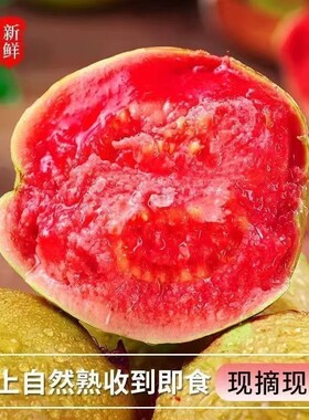 广东冰淇淋红心芭乐番石榴