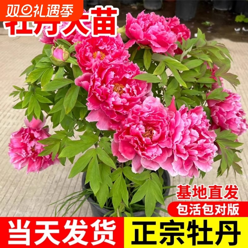 牡丹花树苗盆栽大苗洛阳正宗带花苞牡丹花种四季重瓣花卉牡丹花苗
