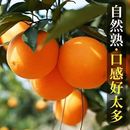 包邮 纽荷尔脐橙爆汁超甜薄皮橙子应季 水果整箱