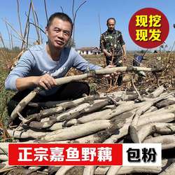 嘉鱼野藕粉藕煲汤莲藕粉糯新鲜现挖现发湖北特产蔬菜