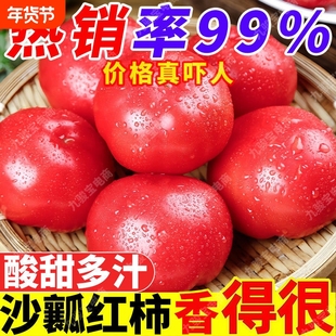 攀枝花高山农家现摘自然熟沙瓤水果西红柿新鲜蔬菜普罗旺斯小番茄