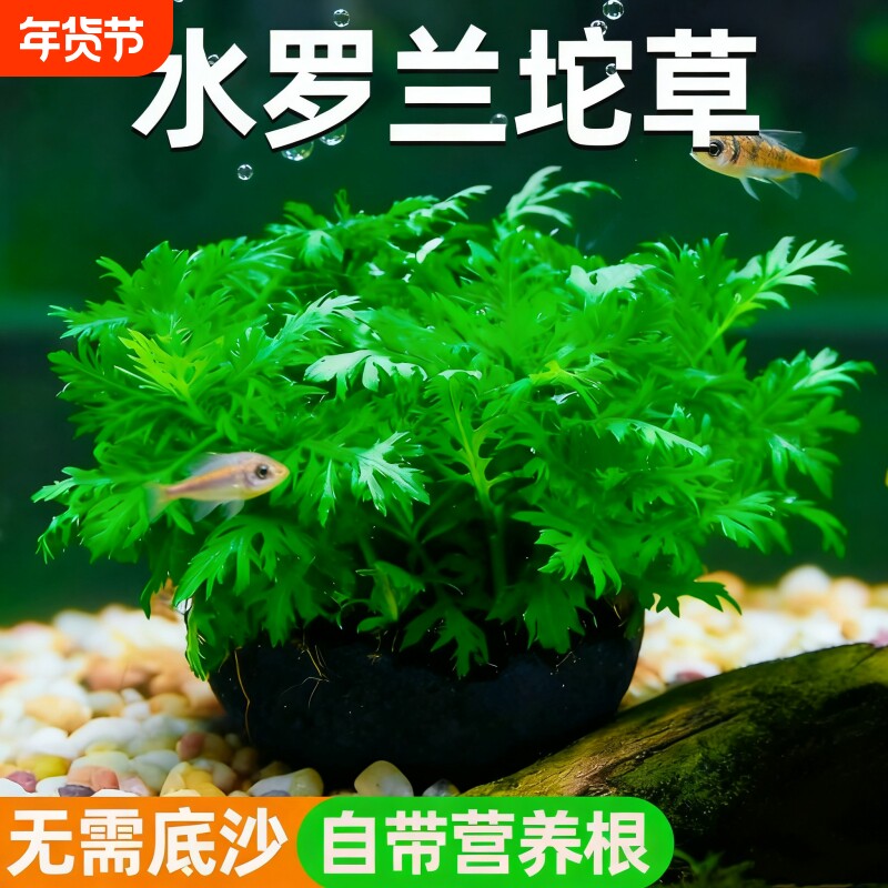 鱼缸造景水罗兰坨草养鱼真水草阴性新手懒人好养易活后景植物增氧