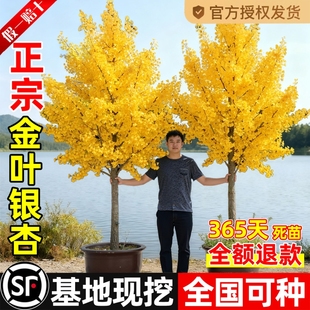 银杏树苗盆栽早金绿叶庭院别墅风景大型绿化树木白果小南北可种植