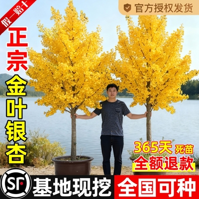 银杏树苗盆栽早金绿叶庭院别墅