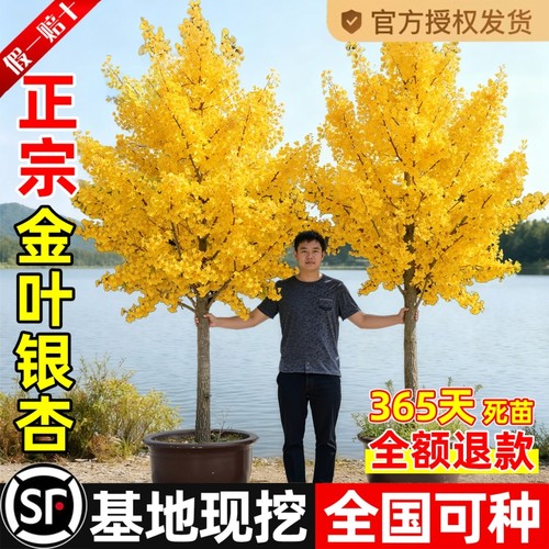 银杏树苗盆栽早金绿叶庭院别墅