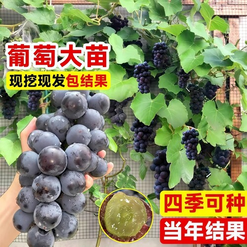 巨峰葡萄树苖阳光玫瑰果树果苗盆栽南北方耐寒四季种植院爬藤树苗