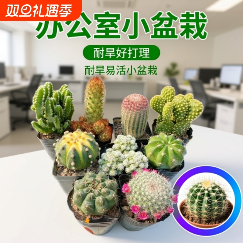 多肉植物仙人球盆栽带盆仙人掌办公室桌面阳台室内花卉绿植懒人