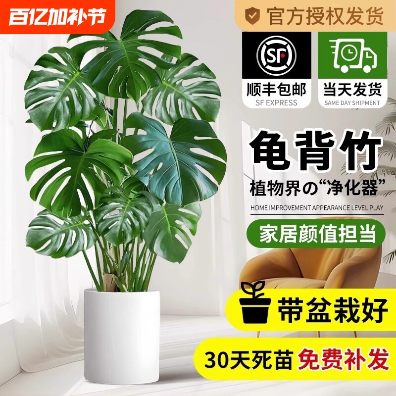 龟背竹客厅大盆栽绿植老桩植物办公室大型室内盆景净化空气吸甲醛