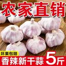 2025年新干大蒜大蒜头干蒜山东大蒜蒜种紫皮大蒜头农家新晒干