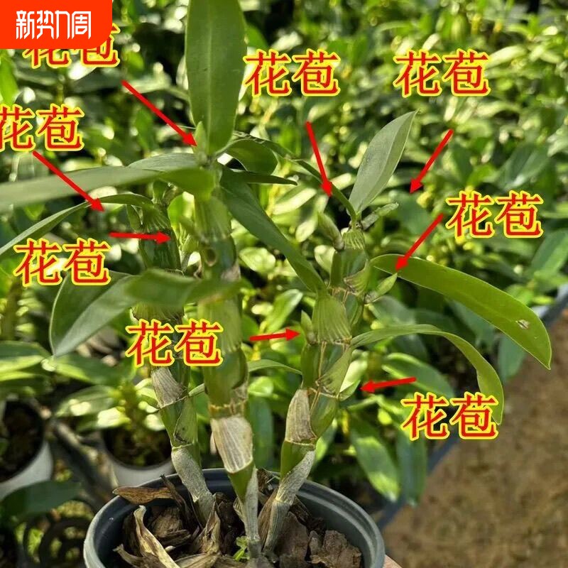 带花苞 特香春石斛 开花不断 室内兰花盆栽 开花香易养绿植