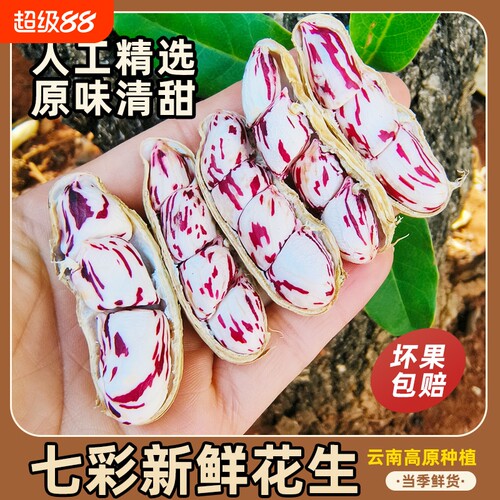 领补贴新鲜现挖七彩花生带壳牛奶花生现货农家云南新货原味鲜花生
