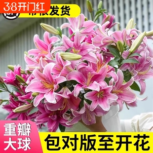 香水百合种球四季开花盆栽带花苞进口重瓣百合花球种子花苗鲜花卉