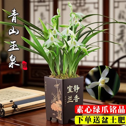 素心建兰夏带花青山玉泉四季兰花苗室内耐阴好养绿植浓香花卉盆栽
