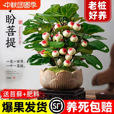 小盼菩提盆栽30天养死全额退款
