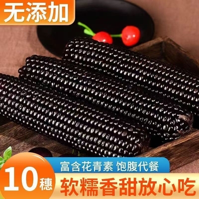 2025年新鲜黑玉米早餐粗粮甜糯即食代餐营养真空装香糯香甜软糯