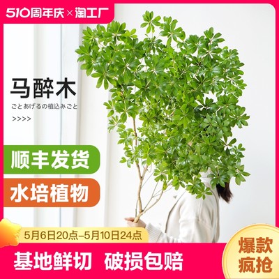 马醉木水培植物室内绿植鲜切枝条