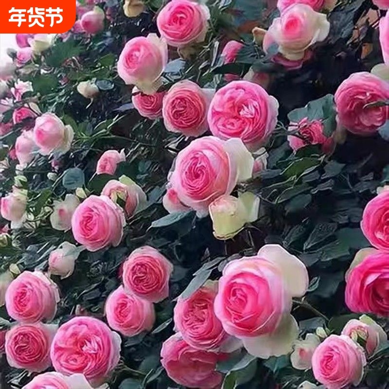 云南老桩爬藤玫瑰苗大花月季四季开花阳台盆栽耐寒易活庭院楼顶,鲜花速递/花卉仿真/绿植园艺,月季/蔷薇/玫瑰,淘宝优惠券,粉丝福利购,淘宝优惠卷