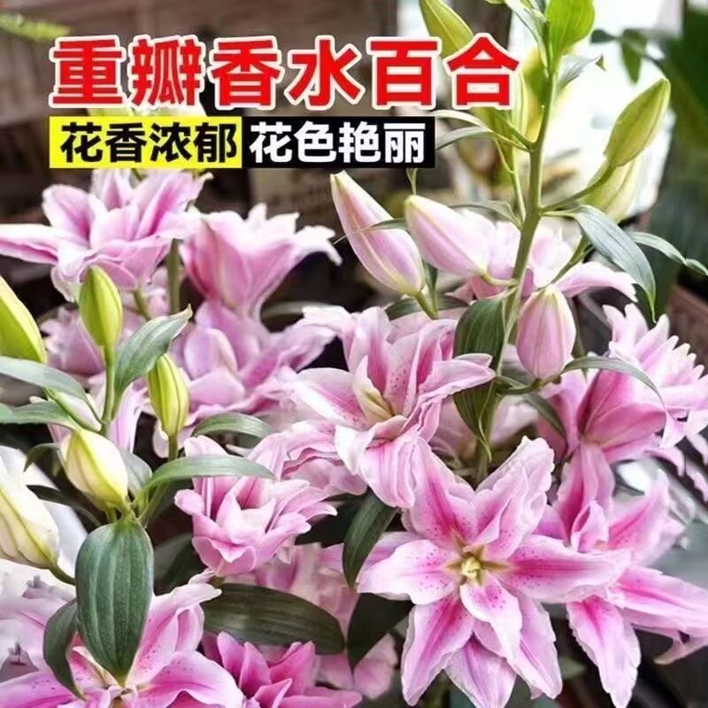 耐寒香水百合浓香型重瓣多头花种盆栽花卉好养四季开花水培室内