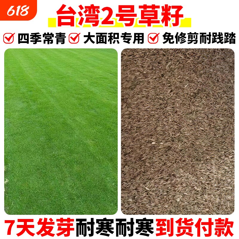 台湾2号草籽矮生庭院四季常青工程绿化草种子开花耐寒草坪耐热