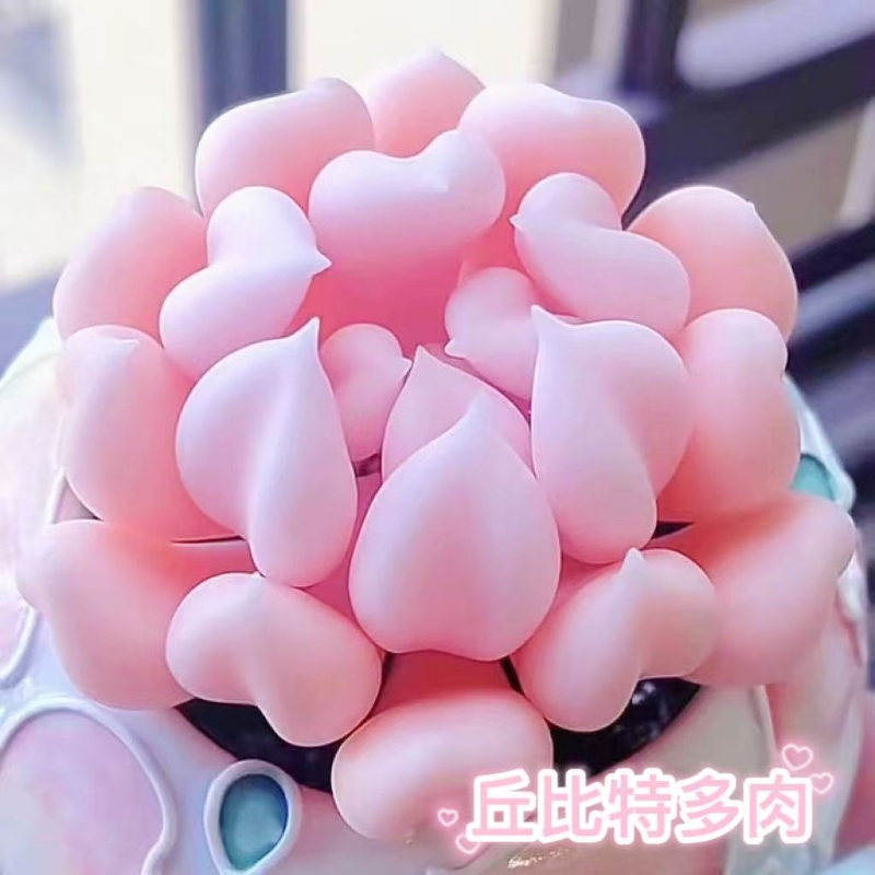 丘比特粉精灵多肉植物特玉莲萌心型组合小盆栽室内绿植花卉防辐射