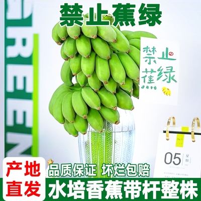 禁止蕉绿整串水培小米蕉拒绝焦虑正宗广西新鲜水果当季整箱办公室