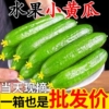 正宗农家自产即食水果小黄瓜5斤