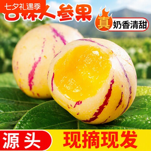 石林人参果树上熟风化石新鲜应季整箱果水果黄肉圆果包邮现摘源头