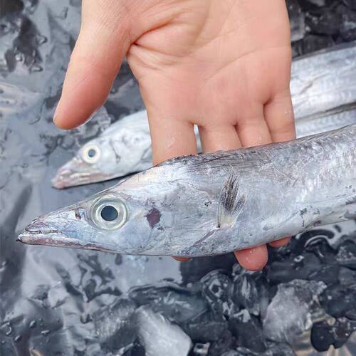 冷冻带鱼段中段去尾深海鱼商用海鲜水产油炸饭店新鲜刀鱼整条香酥