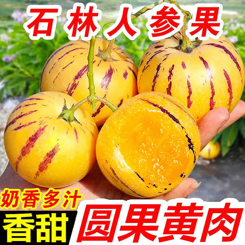 云南人参果水果大果黄肉香甜新鲜石林人叁果树上熟人生果圆果现摘