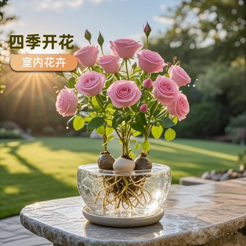 浓香型重瓣盆栽水培玫瑰