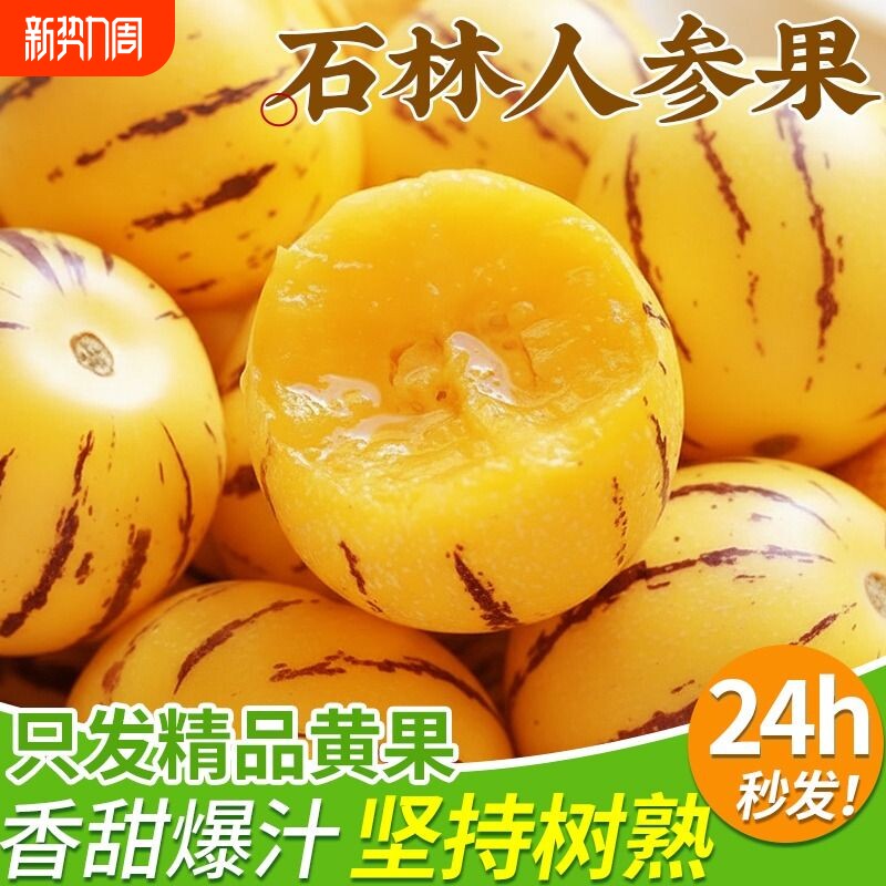 云南石林人参果大果新鲜水果树上熟人心黄肉人参果应季美食试吃