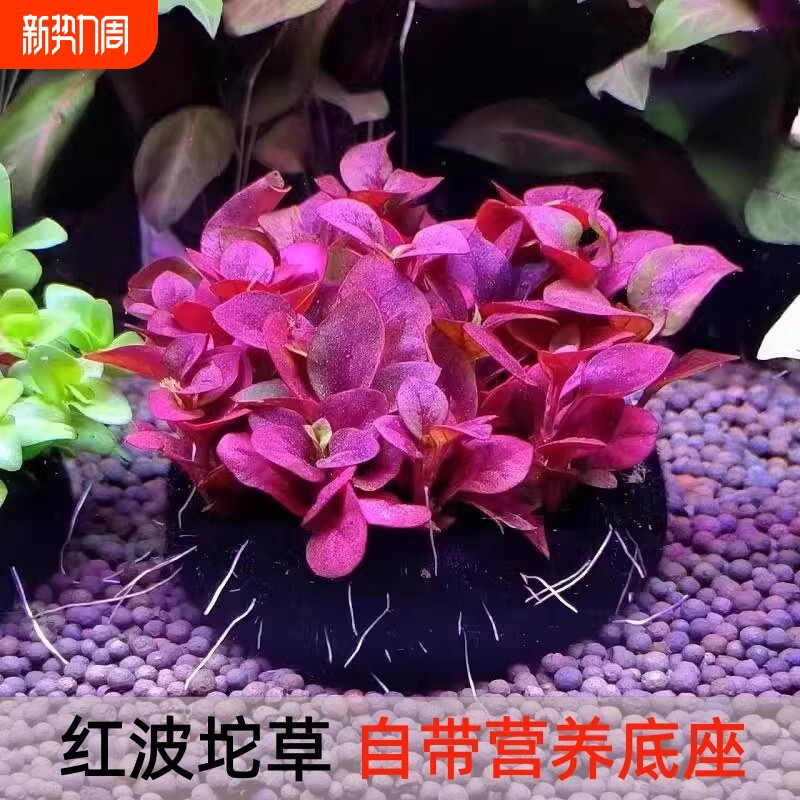 红波坨草营养底座鱼缸造景躲避水草绿波红色阴性新手淡水草增氧