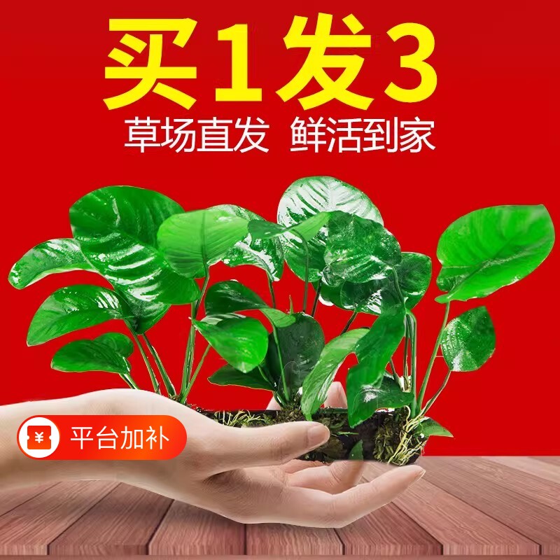 鱼缸水榕沉木水草植物真草造景阴性养鱼淡水懒人新手细叶铁皇冠