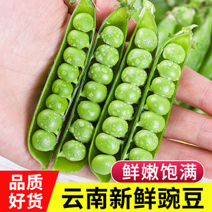 现摘甜脆青豆农家自种蔬菜带壳豌豆粒 云南新鲜豌豆荚当季