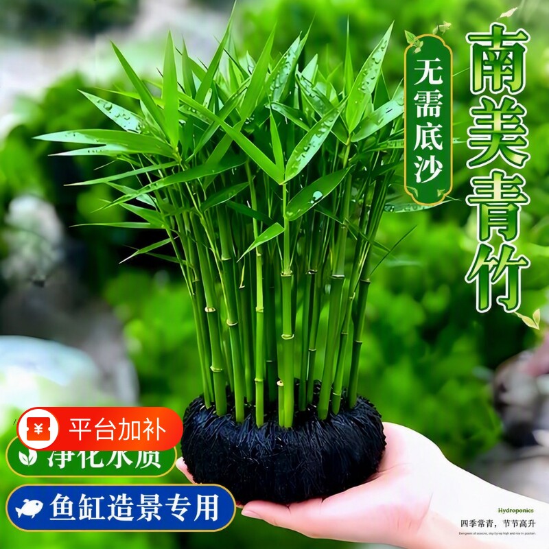 南美青竹鱼缸水草造景专用植物坨草净化水质养鱼装饰阴性增氧迷你