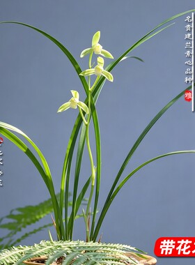 名贵兰花苗素春山建兰素心四季好养现带花苞浓香室内盆栽花卉绿植