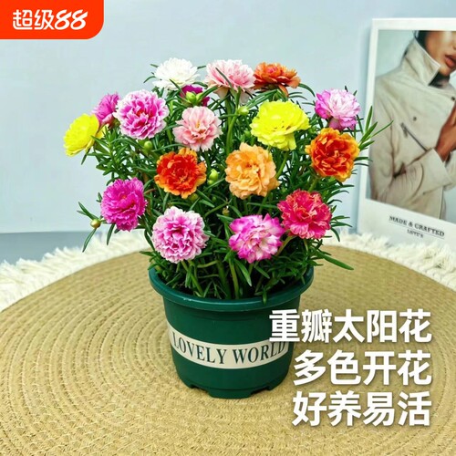 进口重瓣太阳花苗混色四季开花