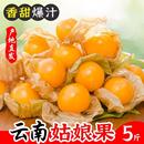 云南姑娘果大果5斤新鲜当季 水果整箱特产灯笼果小金豆甜菇娘果